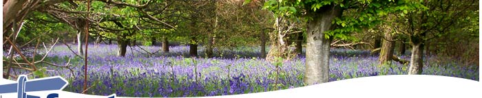 A bluebell wood - Walking Tours, Dorset, England, UK