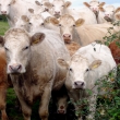 COWS CHARMOUTH