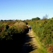 EGDON HEATH
