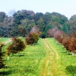 ON THE TRAIL