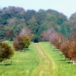 ON THE TRAIL
